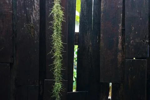 Green Spanich moss in front of the old wooden panel wall Foto stock