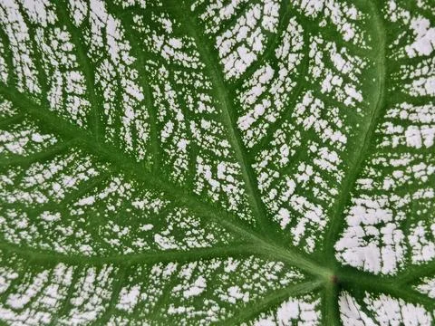 Green Speckled Leaf Texture Macro Background Stock Photos