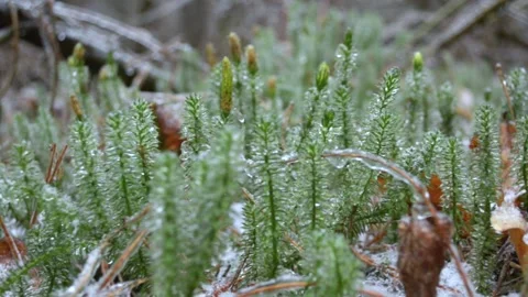 Green sphagnum moss Vídeo Stock 145307031