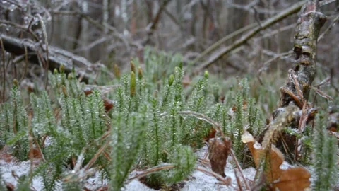 Green sphagnum moss Vídeo Stock 145307138