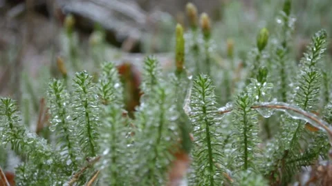 Green sphagnum moss Video stock 145307216