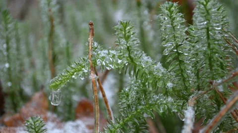 Green sphagnum moss Vídeo Stock 145307320
