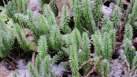 Green sphagnum moss Vídeo Stock 145307325