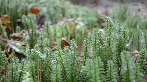 Green sphagnum moss Vídeo Stock 145307388