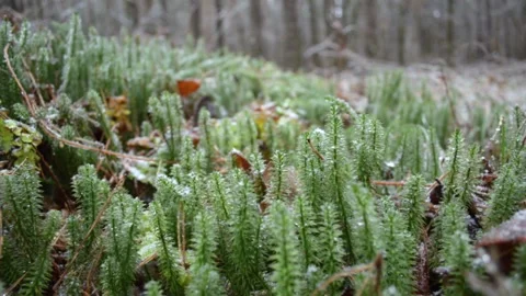 Green sphagnum moss Vídeo Stock 145307389