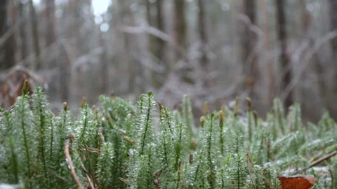 Green sphagnum moss Vídeo Stock 145307444
