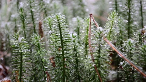 Green sphagnum moss Vídeo Stock 145307702