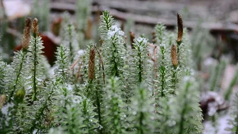 Green sphagnum moss Vídeo Stock 145307789