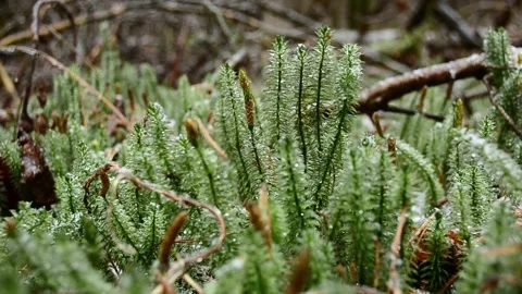 Green sphagnum moss Vídeo Stock 145307828