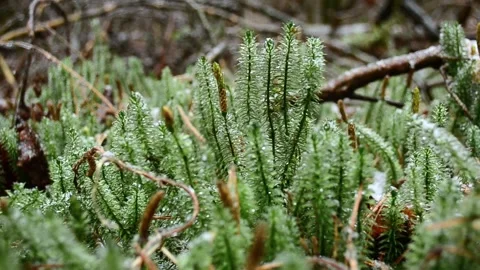Green sphagnum moss Vídeo Stock 145307910
