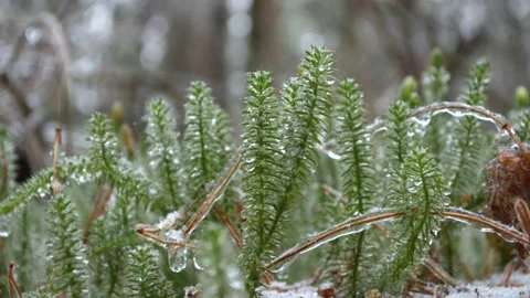 Green sphagnum moss Vídeo Stock 145307924