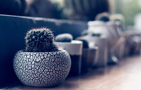 Green spherical cactus small Echinocactus Gruzona balls in pot on terrace table Stock Photos