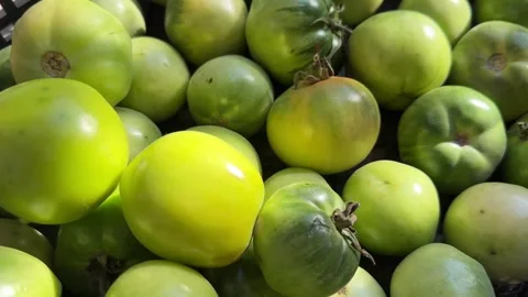 Green spiced tomatoes in a container in the sunlight macro Stock Footage 254796393