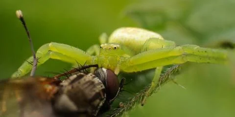 Green spider caught a fly, selective focus image Stock Photos
