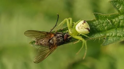 Green spider caught a fly, selective focus image Stock Photos