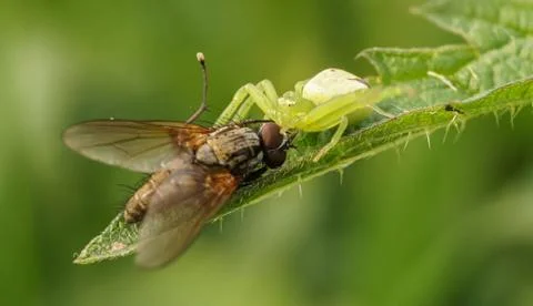 Green spider caught a fly, selective focus image Stock Photos