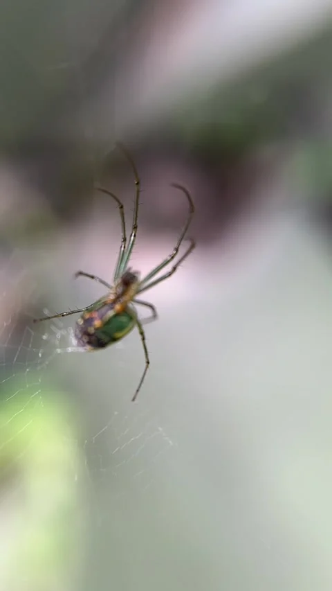 Green spider close-up Stock Footage 319372478
