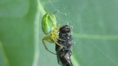 Green spider consuming captured fly wrapped in silk Stock-Footage 345738311