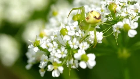 Green spider on flower Stock Footage 72350876