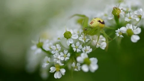 Green spider on flower Stock Footage 73149319