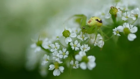 Green spider on flower Stock Footage 73149374