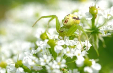 Green spider on flower Stock Photos