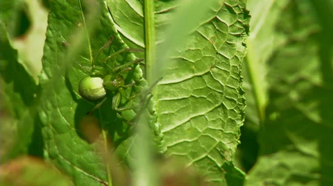 Green spider Stockbeeldmateriaal 32561834