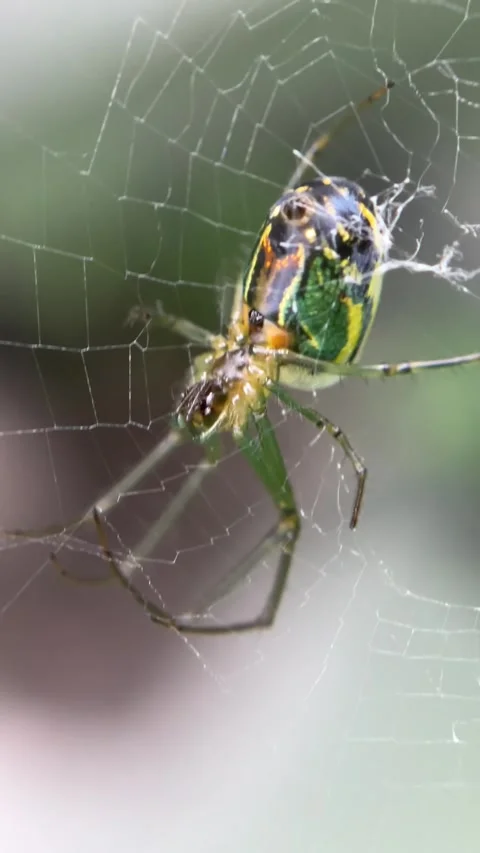 Green spider Stock Footage 319372475