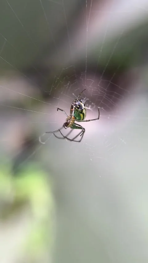 Green spider Stock Footage 319372476