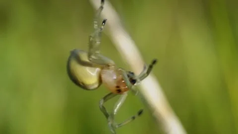 Green spider on grass stalk. Stock Footage 307264609