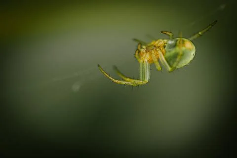 Green spider hanging on a silk web with blurred green background, showcasin.. Stock Photos