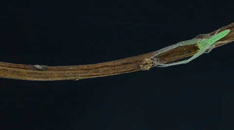 Green spider. HD Stock Footage 41883994