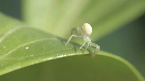 Green spider making a web 스톡 동영상 65766086