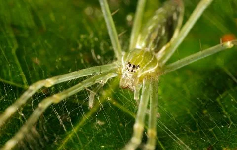 Green spider 写真素材