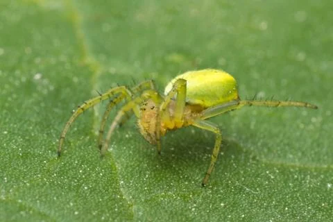 Green spider Stock Photos