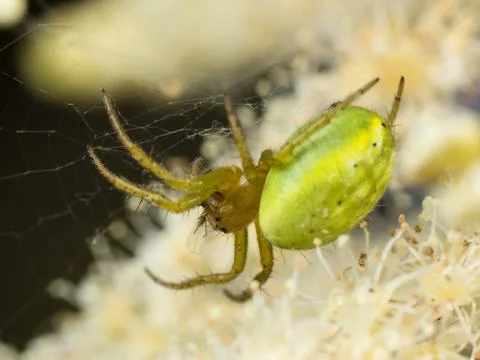 Green Spider Stock Photos