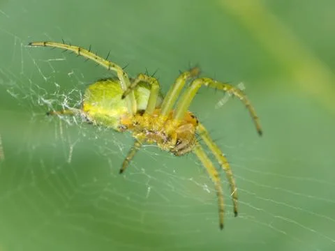 Green Spider Stock Photos
