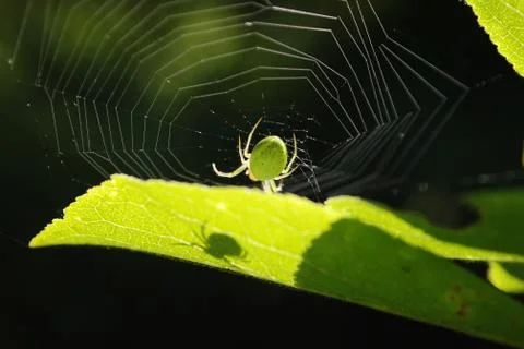 Green spider Stock Photos