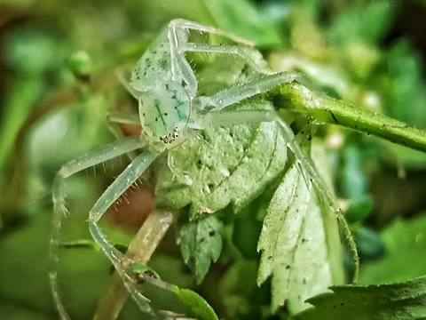 Green Spider Stock Photos
