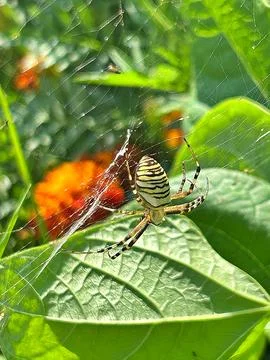 Green spider Stock Photos