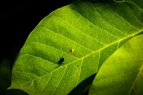 Green spider on a tree leaf Stock Photos