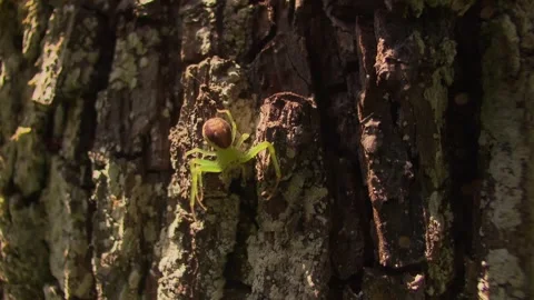Green Spider on Tree Trunk Stock Footage 314777197