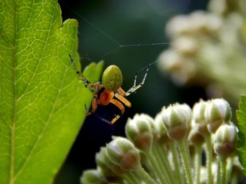 Green spider on a web close-up Stock Photos