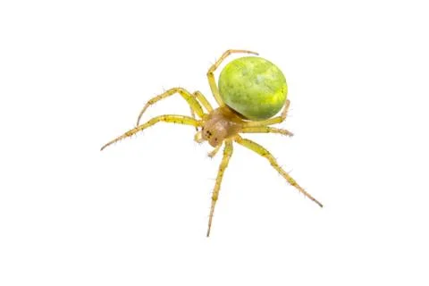 Green spider on a white background Stock Photos