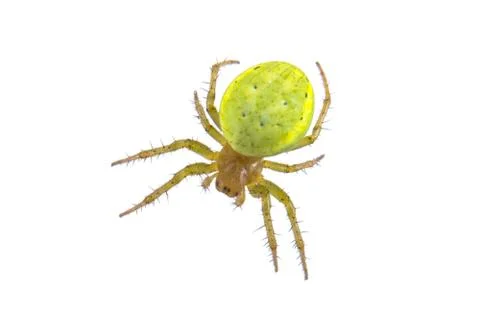 Green spider on a white background Stock Photos