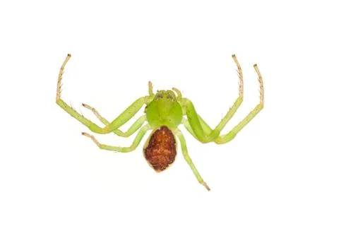 Green spider on a white background Foto stock