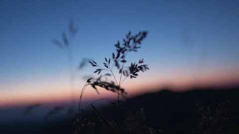 Green Spike And Grass at sunset Stock Footage 266417441