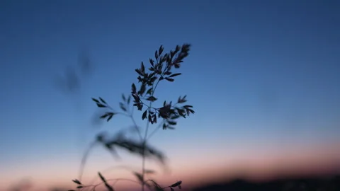 Green Spike And Grass at sunset Stock Footage 266417572