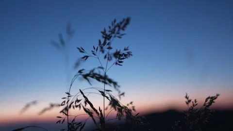 Green Spike And Grass at sunset. Mountain silhouette Stock Footage 266417697