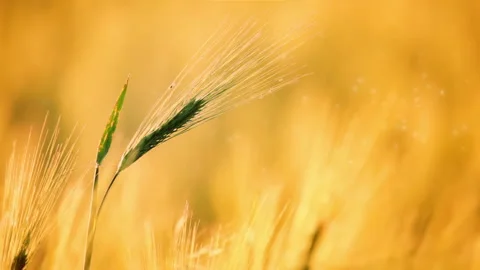 Green Spike on an Golden Background 動画素材 106457470